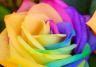 Rainbow roses: are they real?