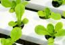 What is hydroponics and how to start?