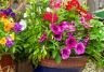 Garden planters and potting plants