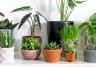 Best indoor plants