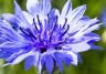 Cornflower (Centaurea Cyanus)