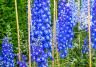 Delphinium, Larkspur (Delphinium)