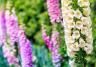 Foxglove (Digitalis)