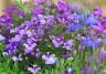 Lobelia, Cardinal Flower (Lobelia)