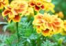 Marigolds (Tagetes)