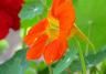 Nasturtium (Tropaeolum)