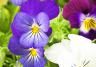 Pansy and Violets (Viola)