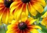 Rudbeckia, Black-eyed Susan, Coneflower