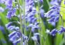 Bluebell (Hyacinthoides Non-scripta)