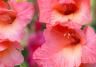 Gladioli (Gladiolus)