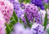 Hyacinths (Hyacinthus)