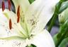 Lily (Lilium)