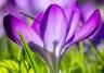 Saffron (Crocus sativus)