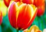 Tulips (Tulipa)