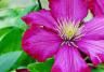 Clematis