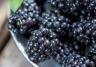 Blackberries (Rubus)