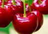 Cherries (Prunus avium, Prunus cerasus)