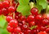 Currants - Black, Red, White (Ribes nigrum, Ribes rubrum)