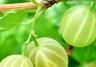 Gooseberries (Ribes Uva-crispa)