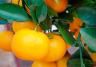Oranges (Citrus Sinensis)