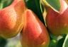 Pears (Pyrus communis)