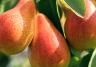 How to plant, grow and care for Pears (Pyrus communis)