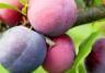 Plums, Damsons and Gages (Prunus domestica)