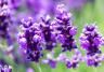 Lavender (Lavandula)