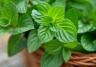 Mint (Mentha)