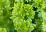 Parsley (Petroselinum Crispum)