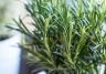 Rosemary (Rosmarinus Officinalis)