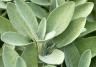 Sage (Salvia officinalis)