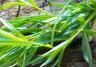 Tarragon (Artemisia Dracunculus)