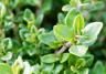 Thyme (Thymus)