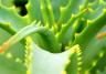 Aloe Vera, Bitter Aloe (Aloe Vera)