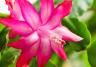 Christmas cactus (Schlumbergera)