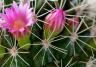 Desert Cactus (numerous species)