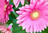 Gerbera, Transvaal Daisy (Gerbera)