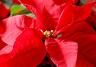 Poinsettia (Euphorbia Pulcherrima)