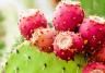 Prickly Pear Cactus (Opuntia)