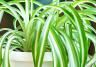 Spider Plant (Chlorophytum Comosum)