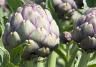 Globe Artichoke, Jerusalem Artichoke (Cynara Scolymus, Helianthus Tuberosus)