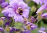 Hardy Geranium, Cranesbill (Geranium)