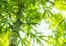 Bamboos (various species)