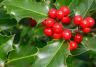 Holly (Ilex)