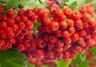 Mountain Ash, Rowan (Sorbus)