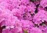 Rhododendrons and Azaleas (Rhododendron)