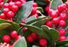 Skimmia