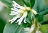 Winter Box, Sweet Box (Sarcococca)