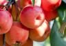 Crab Apples (Malus)